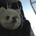 member face
