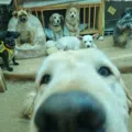 member face