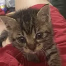 member face