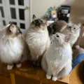 member face